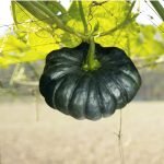 pumpkin thai black diamond seeds with dark green pumpkin, premium asian pumpkin seeds for planting