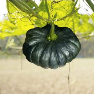 pumpkin thai black diamond seeds with dark green pumpkin, premium asian pumpkin seeds for planting