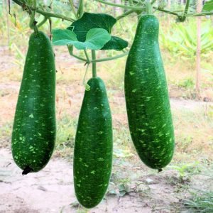 Bottle Gourd Dark Green Seeds producing dark green white-spotted calabash fruits growing on vigorous vines in garden trellis system
