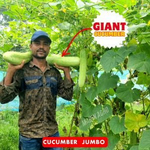 • Cucumber Jumbo Seeds – giant cucumber held on shoulder showing full size