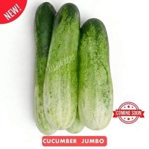 • Cucumber Jumbo Seeds – harvested Non-GMO jumbo cucumbers ready for kitchen use