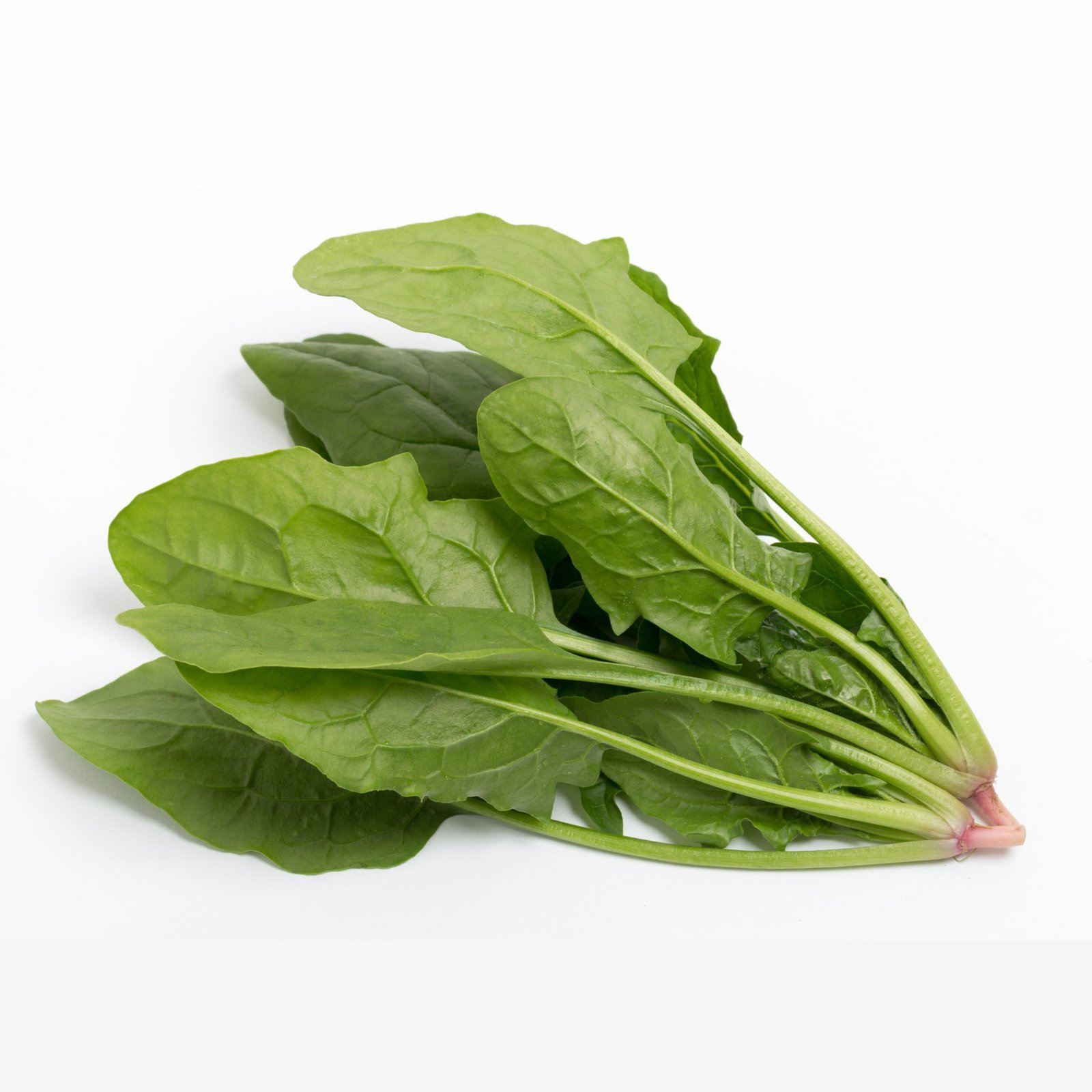 Thai Dragon Spinach dark green leafy vegetable, Premium leafy vegetable for home garden growing
