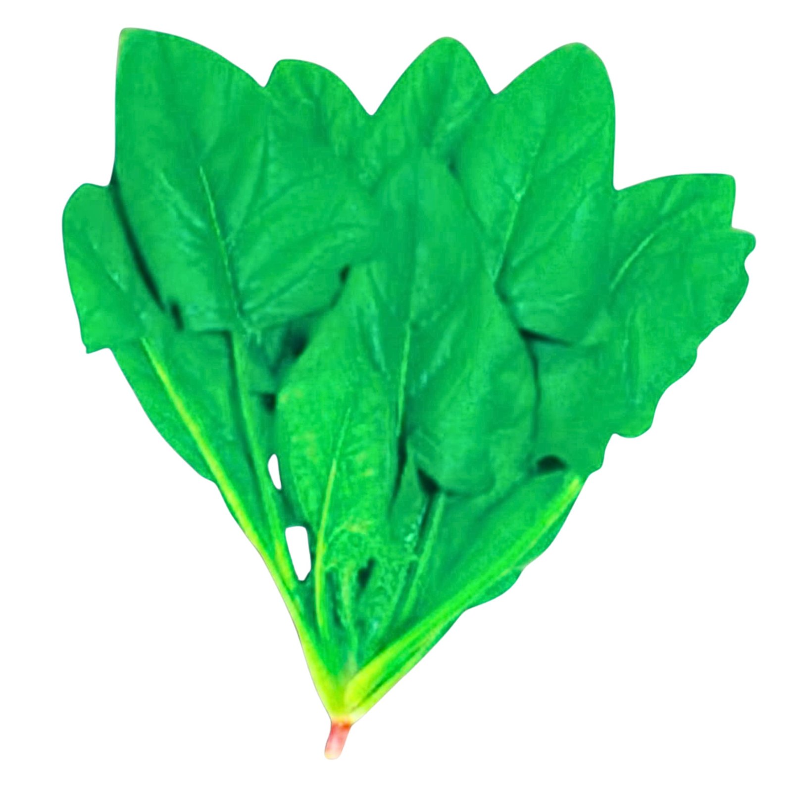Thai Dragon Spinach dark green leafy vegetable, Fast growing Asian spinach variety premium leafy vegetable for home garden growing